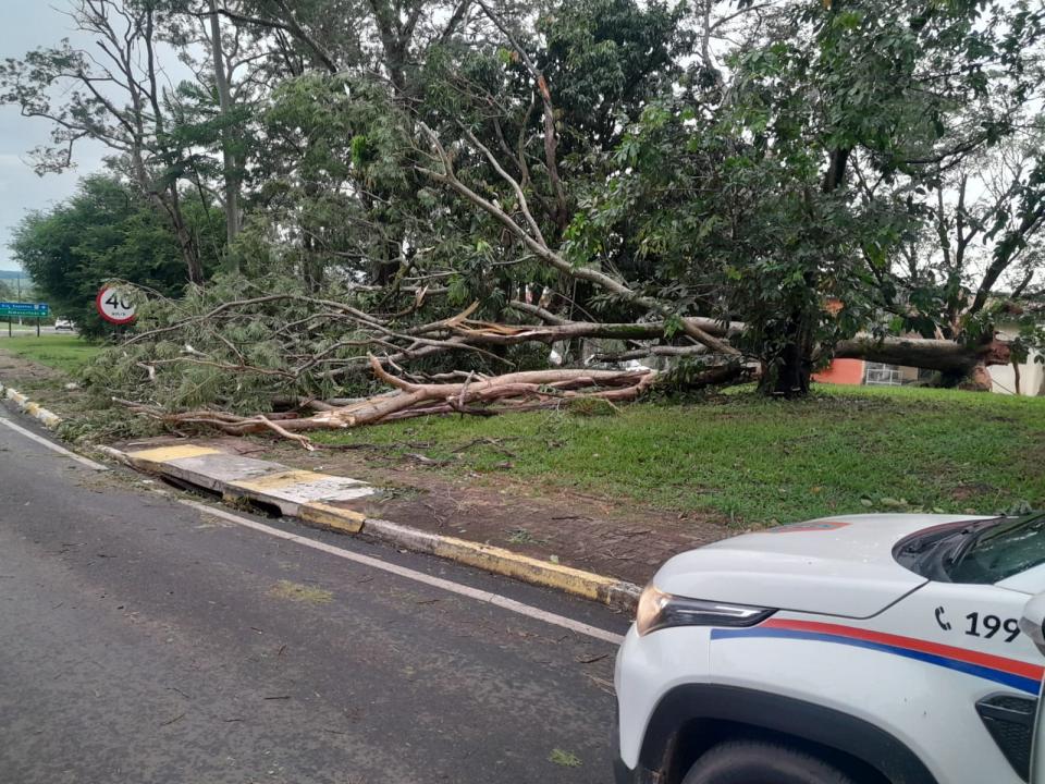 Foto 5 de 29 — Tempestade derruba dezenas de árvores e causa prejuízos em Boa Esperança do Sul